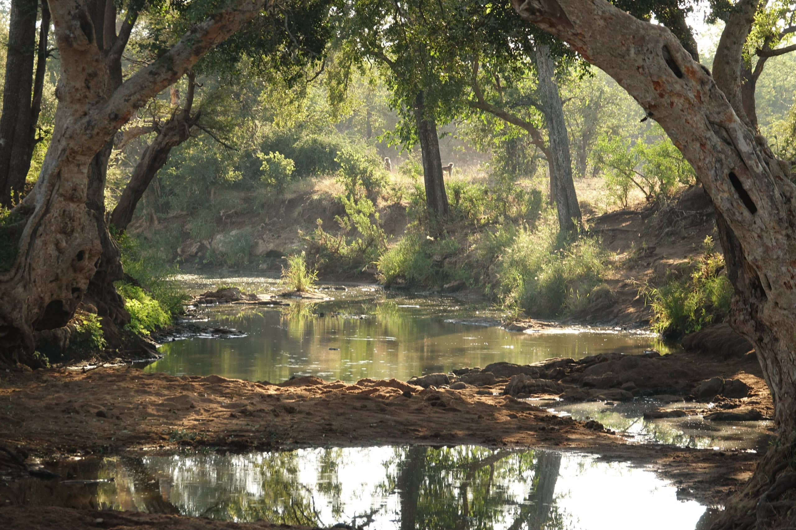 A walking safari, the ultimate way to nurture your soul!